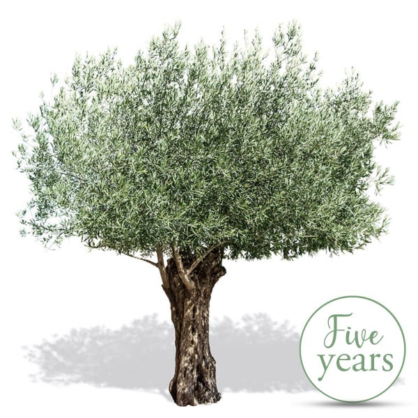 Olive Tree Adoption - 5 Years