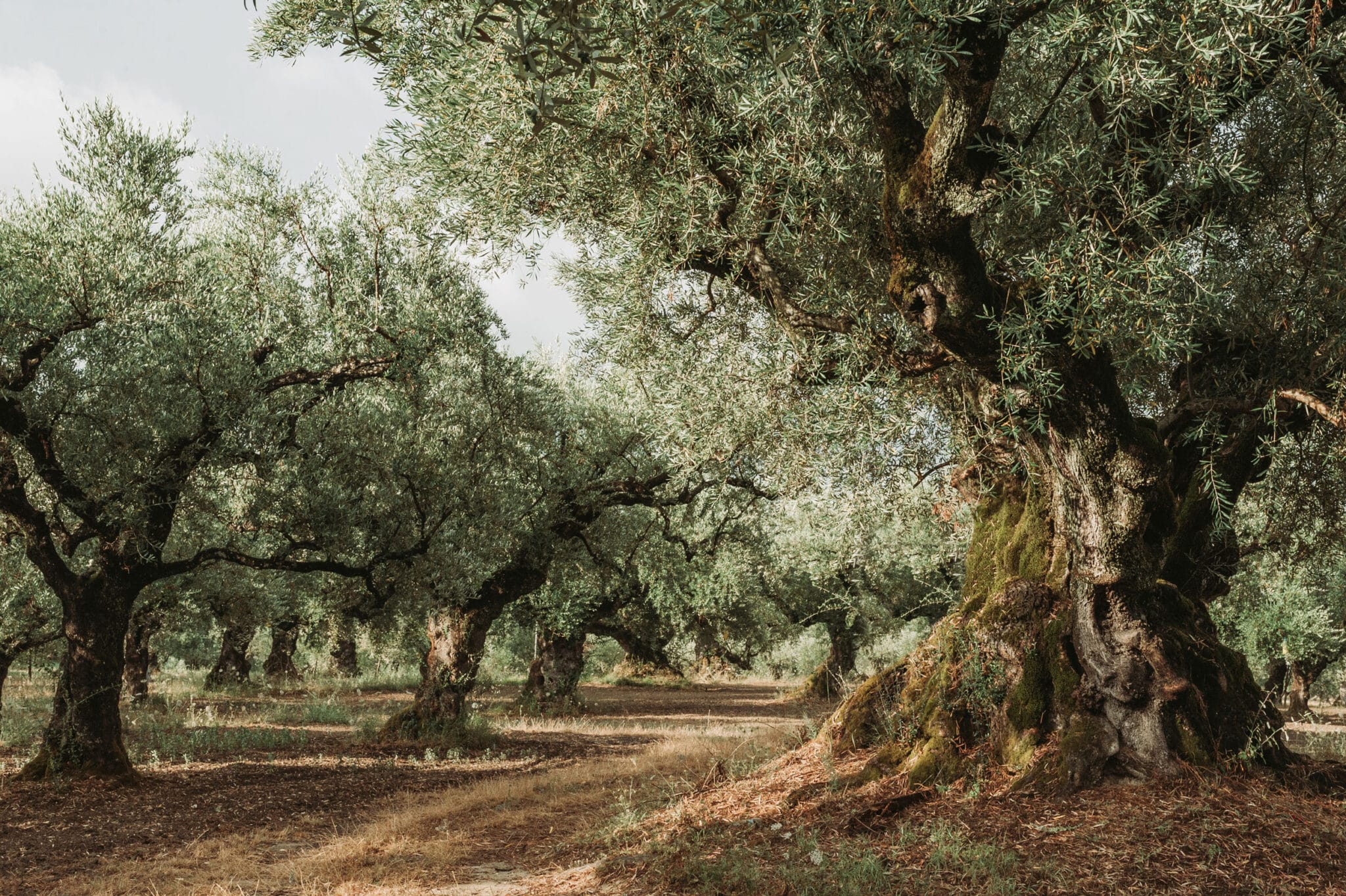 Ancient olive grove with gnarled trunks