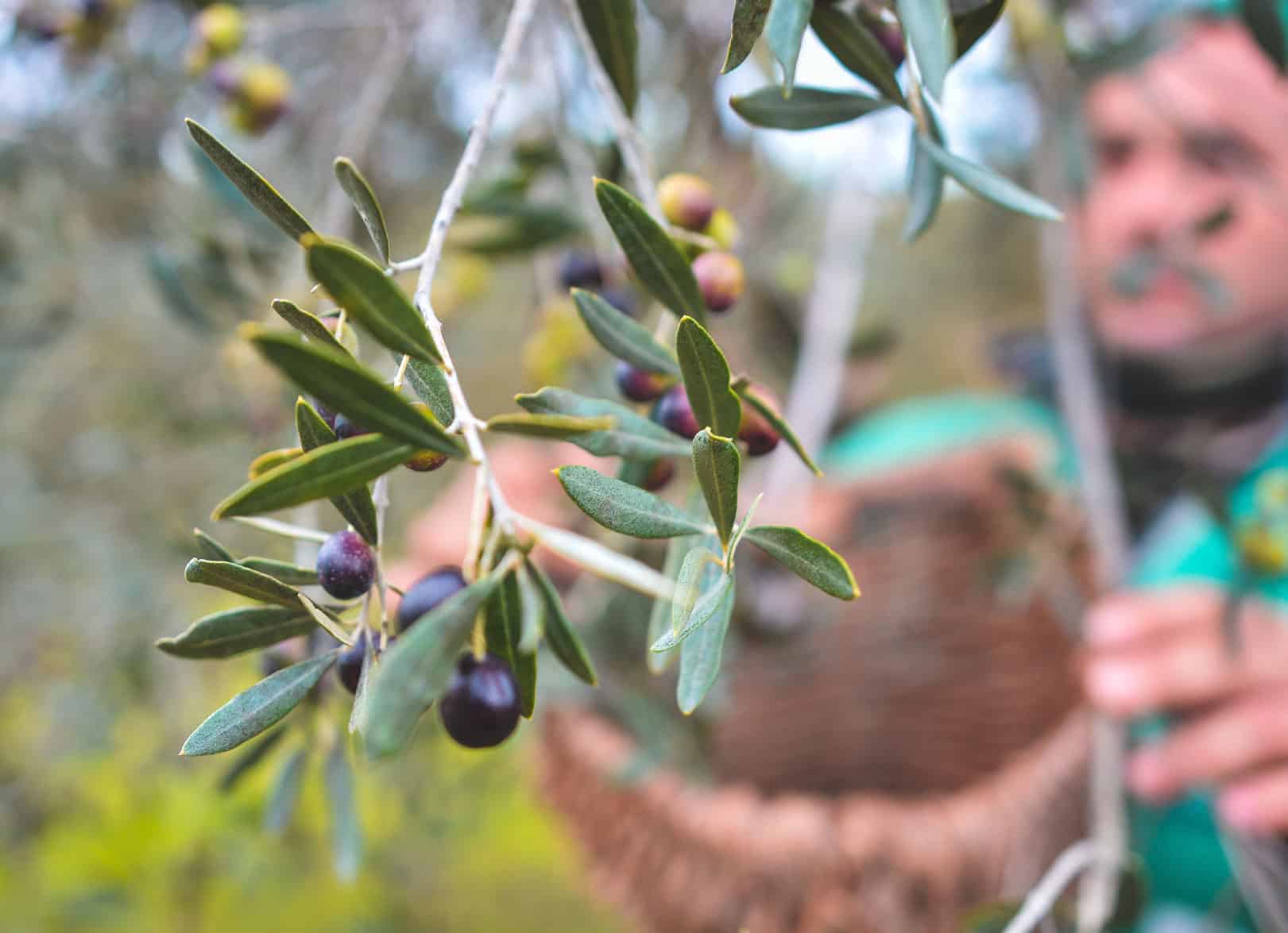 Olive branch with ripe olives during the harvest