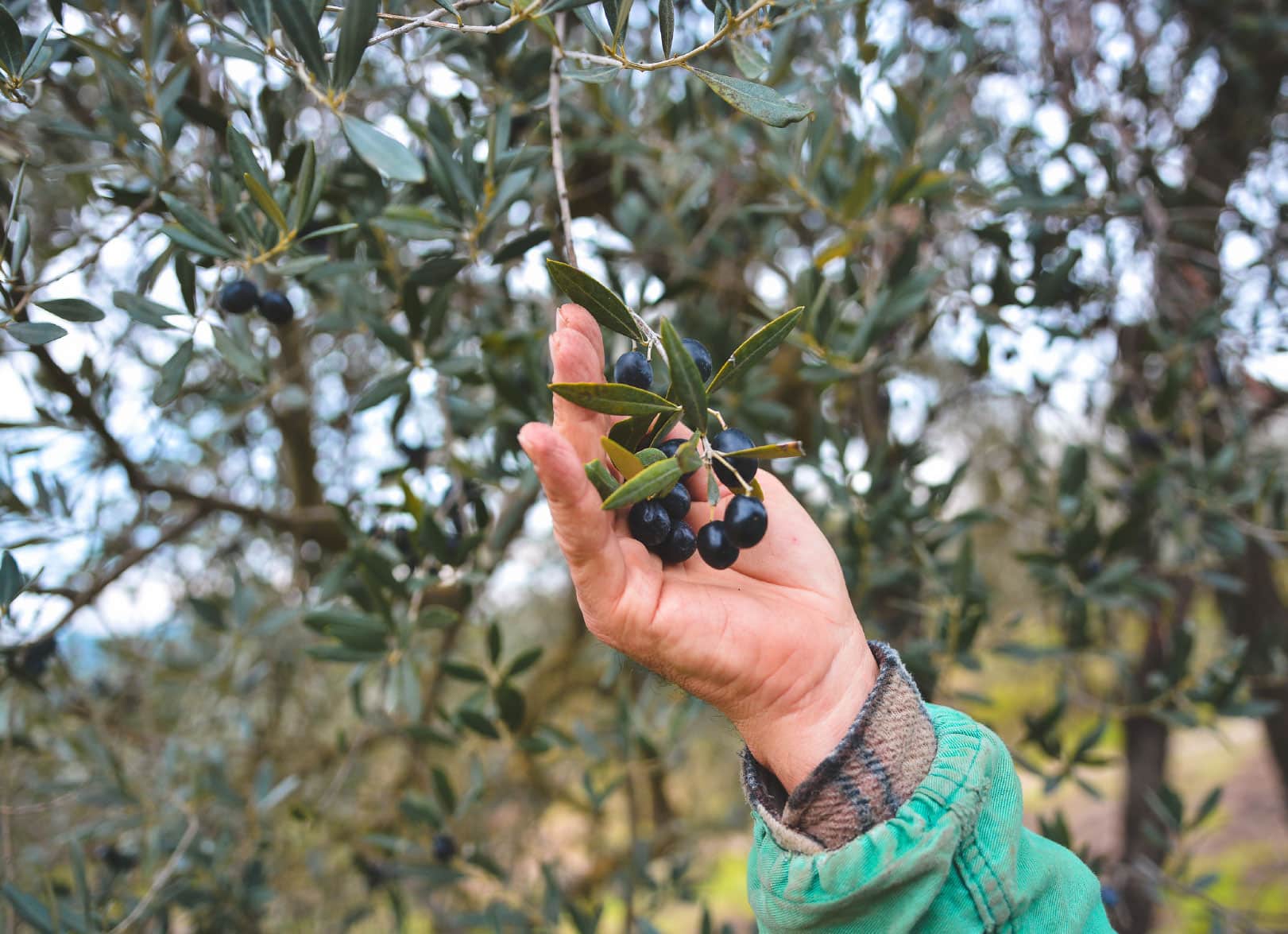 Hand picking black olives from an olive tree