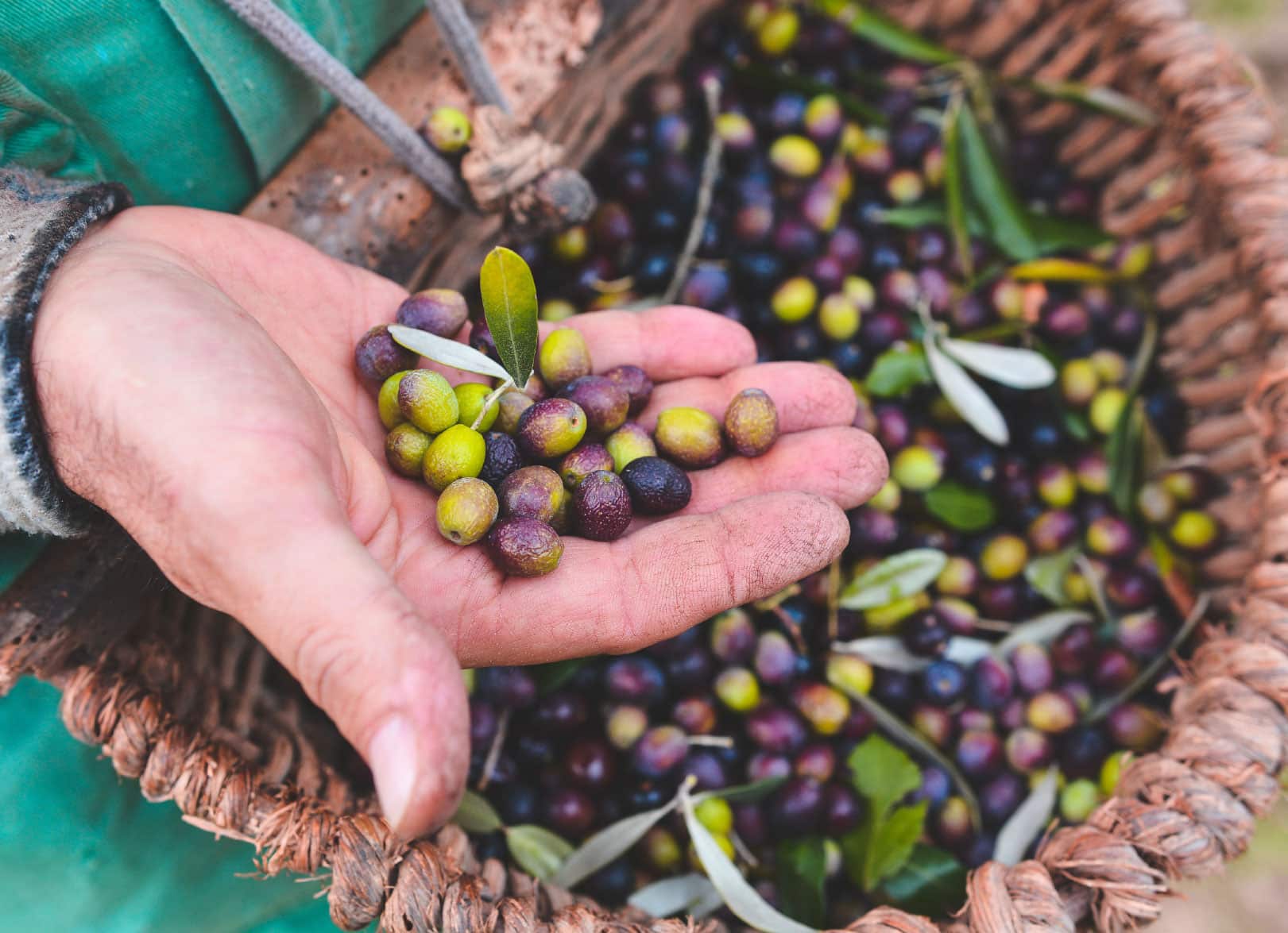 Hands holding freshly harvested olives over a basket