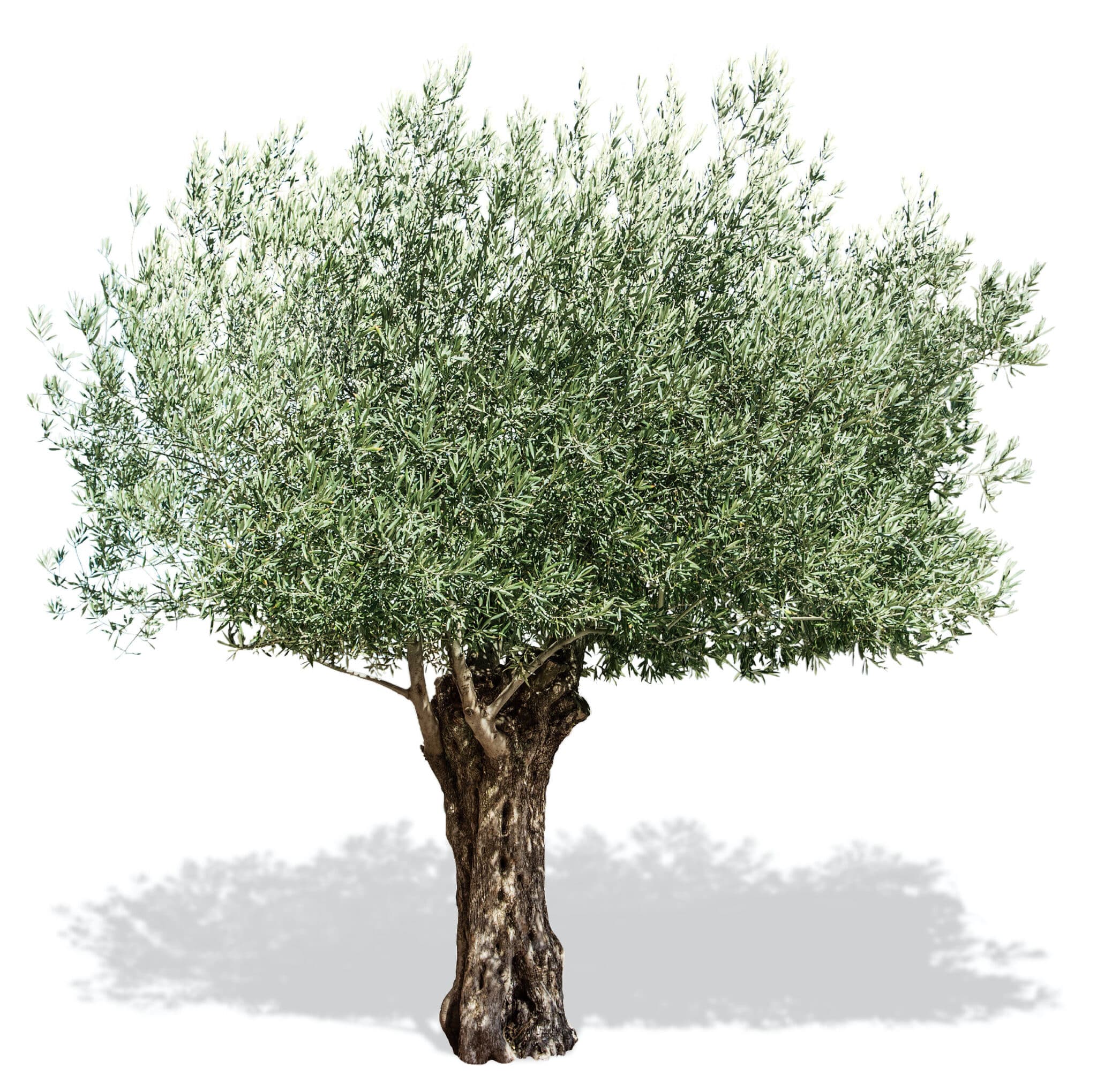 Centuries-old olive tree on a white background