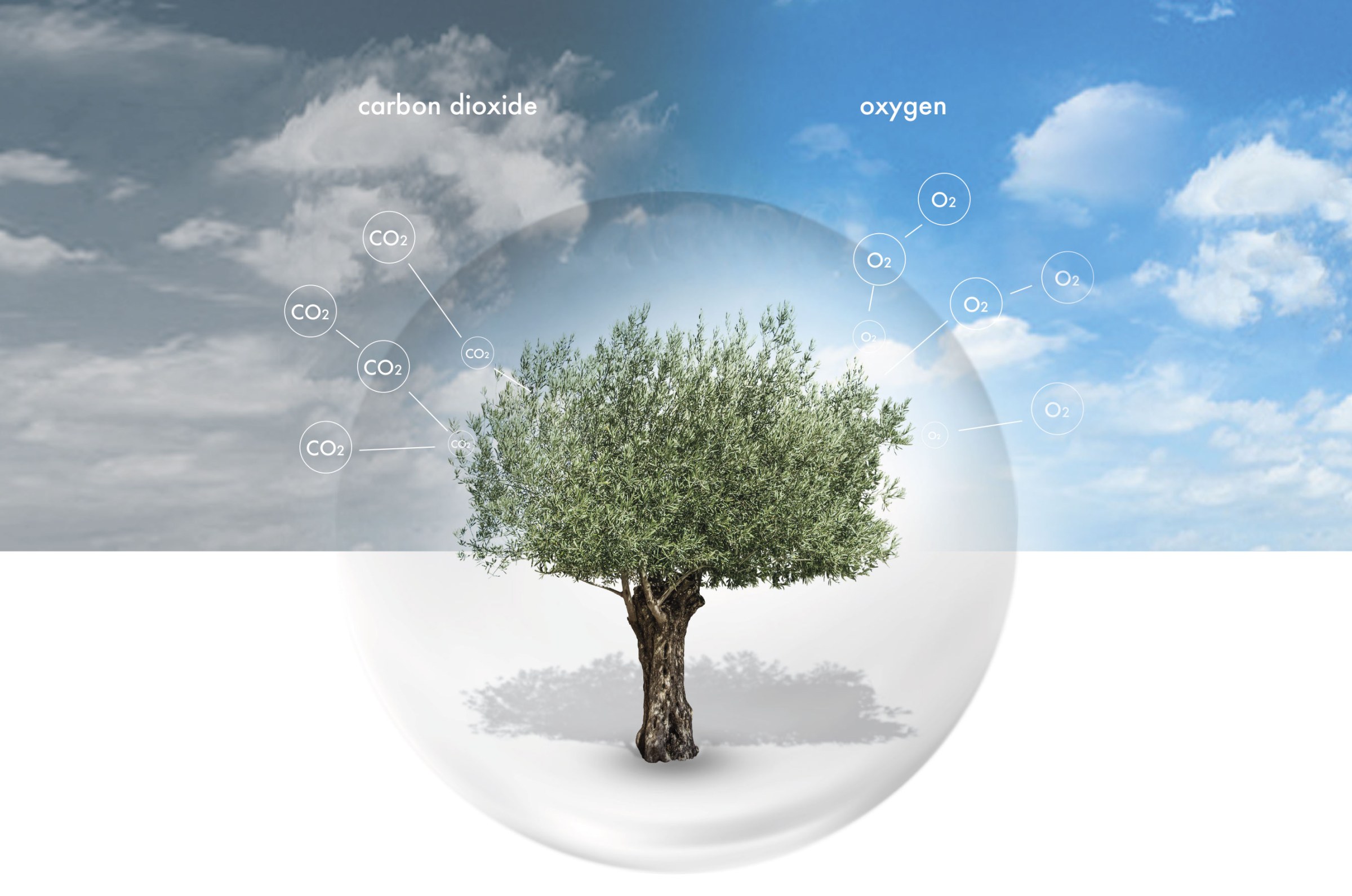 Olive tree in a glass sphere absorbing carbon dioxide and releasing oxygen