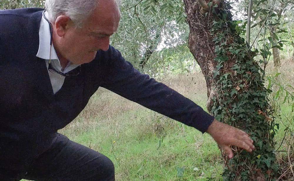 Clearing ivy from the trunk of an ancient olive tree