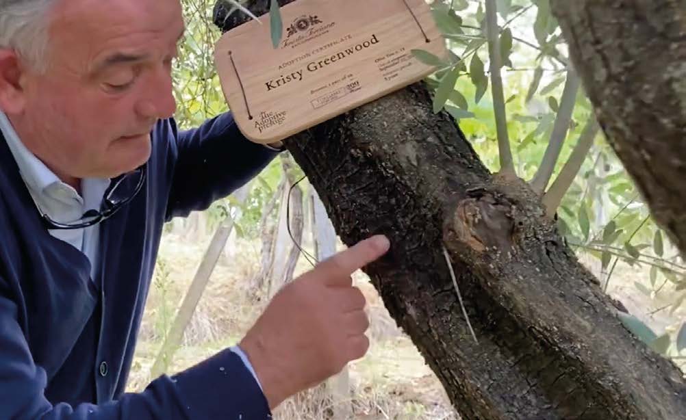 Checking a personalised adoption plaque on an olive tree