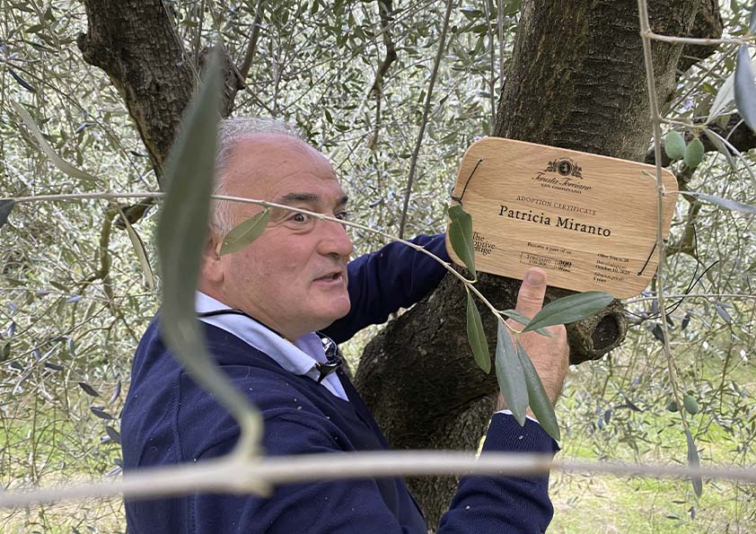 Placing a personalised wooden adoption plaque on an olive tree at Tenuta Torciano