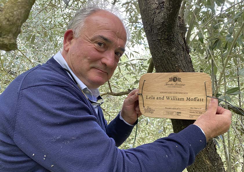 Placing a personalised wooden adoption plaque on an olive tree at Tenuta Torciano