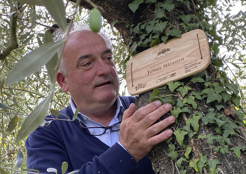 Placing a personalised wooden adoption plaque on an olive tree at Tenuta Torciano