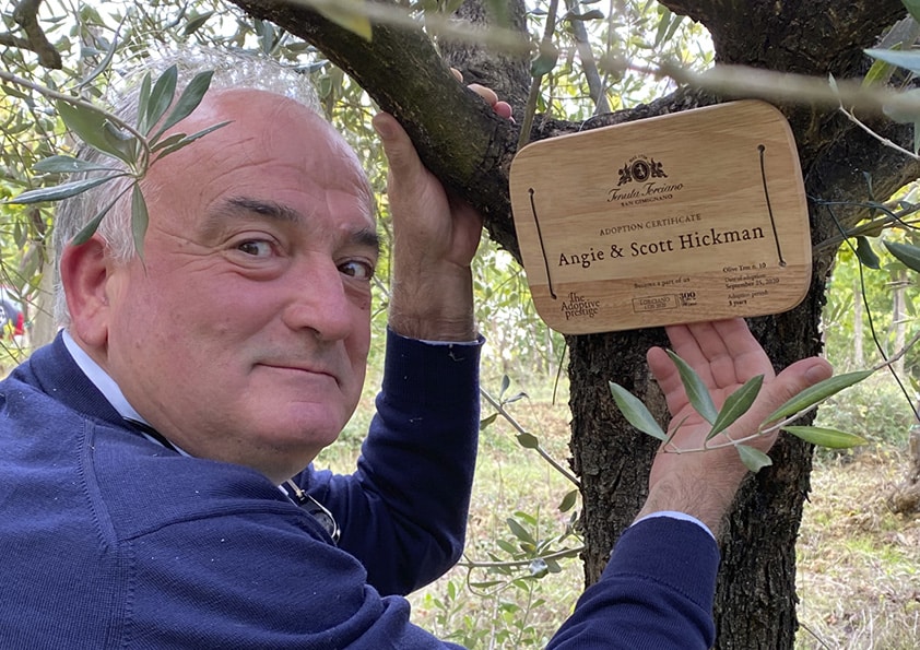 Placing a personalised wooden adoption plaque on an olive tree at Tenuta Torciano