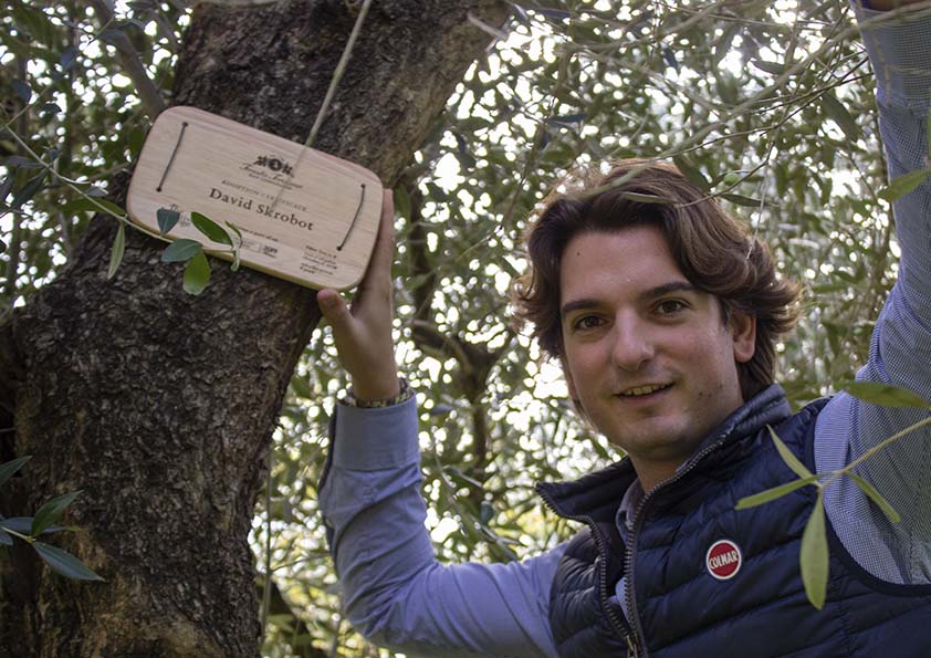 Personalised wooden adoption plaque on an adopted olive tree