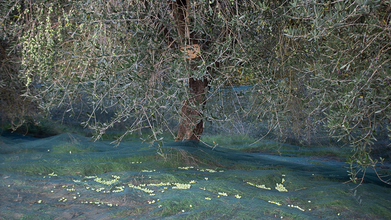 Olive grove at harvest time with nets spread under the trees