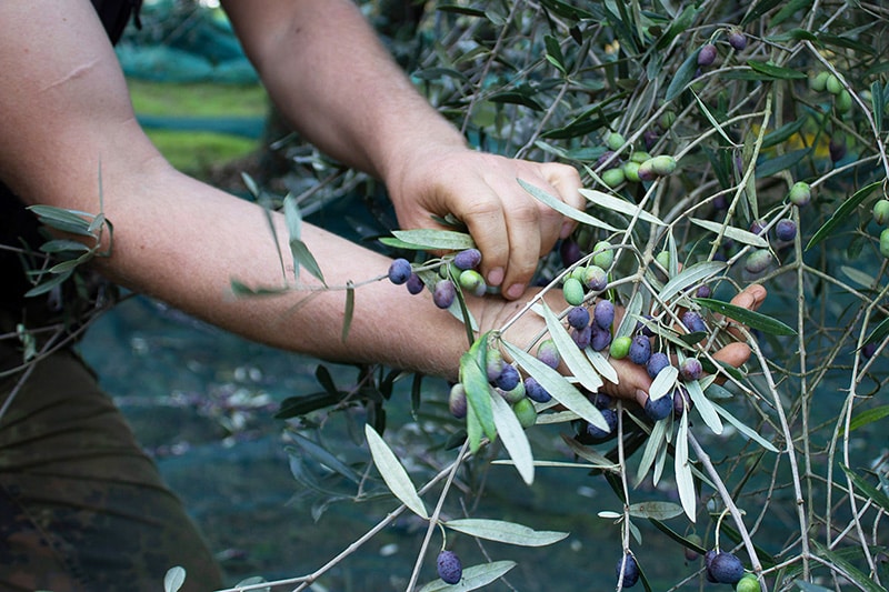 Hands harvesting olives from a branch