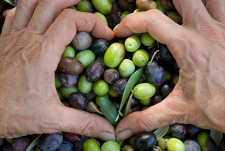 Hands forming a heart around freshly harvested olives