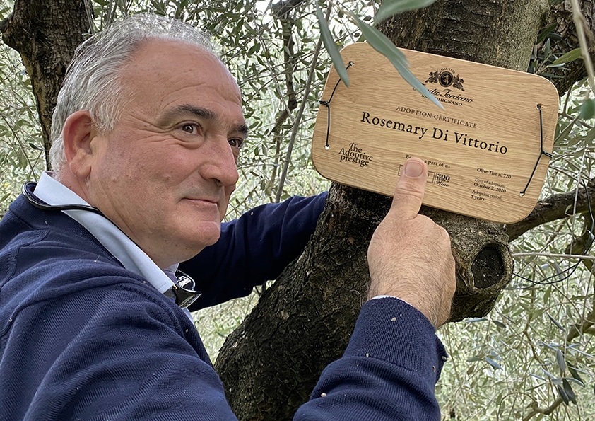 Placing a personalised wooden adoption plaque on an olive tree at Tenuta Torciano