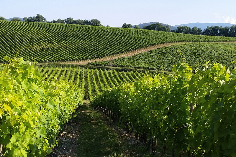 Rows of vineyards on the Tuscan hills