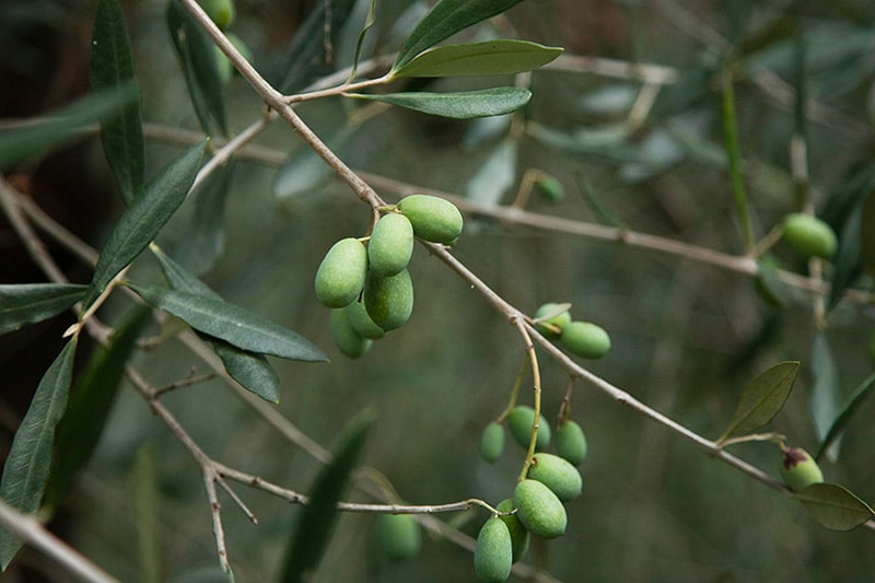 Branch with green olives