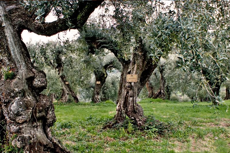 Centuries-old olive trees with adoption plaques in a grassy grove