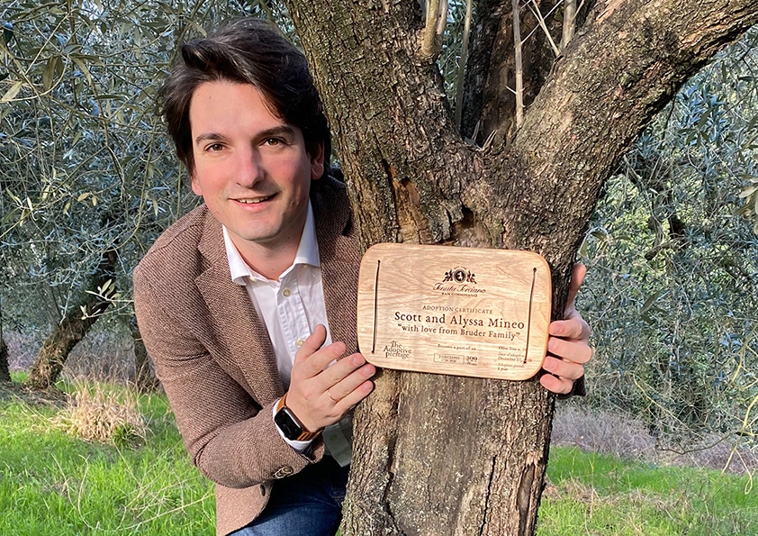 Personalised wooden adoption plaque on an adopted olive tree