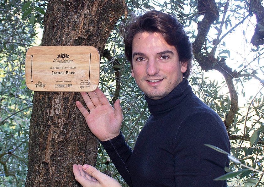 Personalised wooden adoption plaque on an adopted olive tree