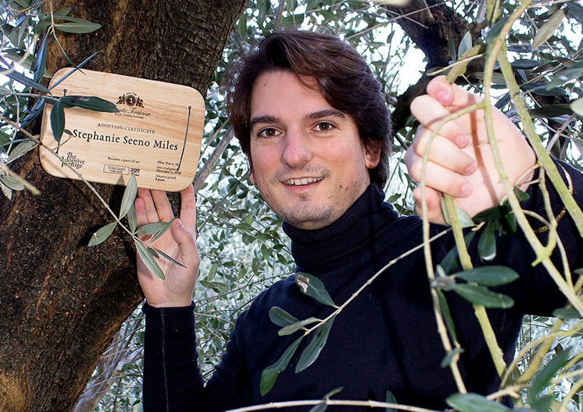 Personalised wooden adoption plaque on an adopted olive tree