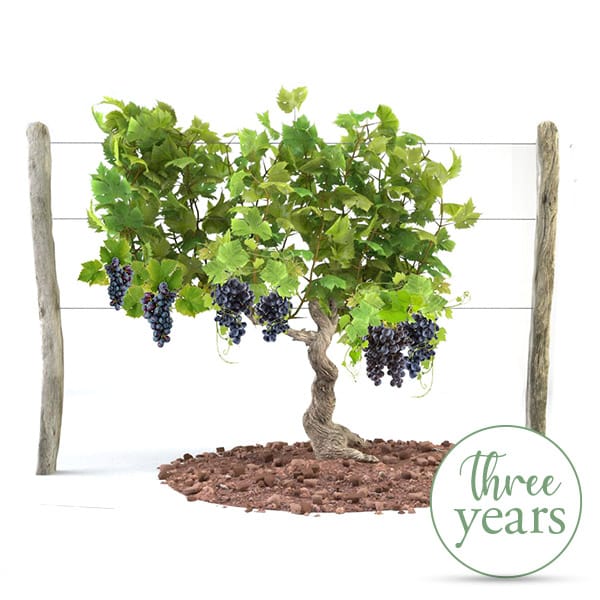 Vine Adoption - 3 Years