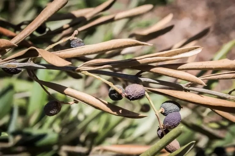 Olive leaves and fruit damaged by disease